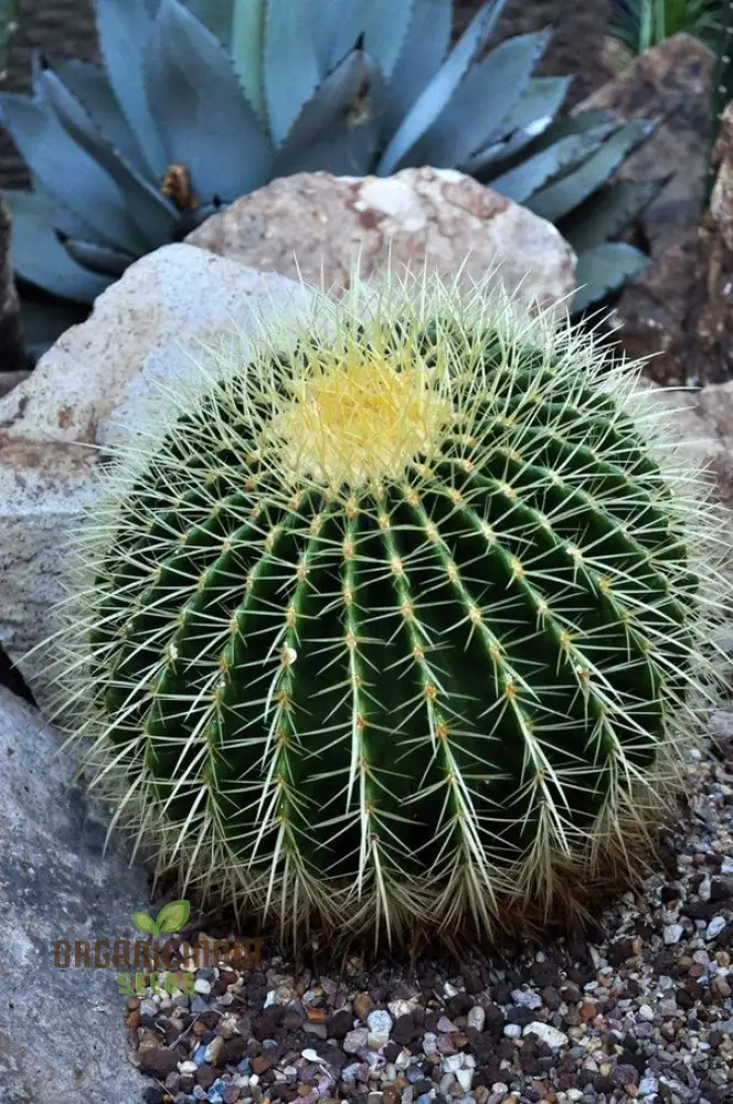 Mini Japanese Succulent Radiation Cactus Seeds - Bonsai Planting Seeds, 100 Pcs