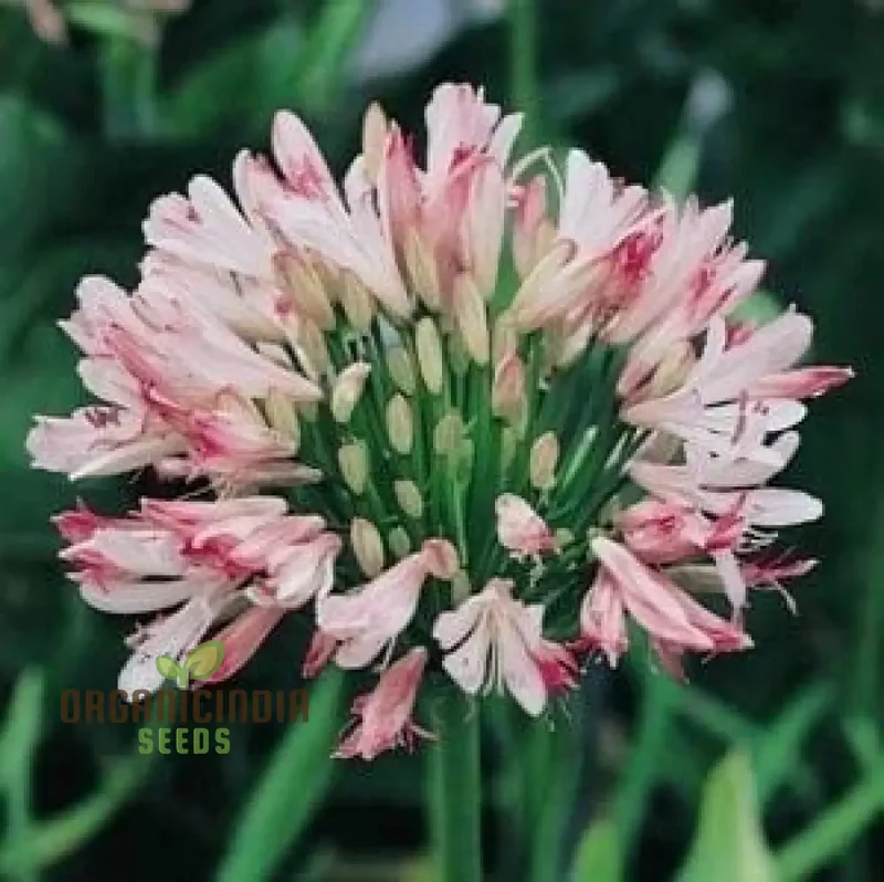 Pink Agapanthus African Lily Seeds for Planting