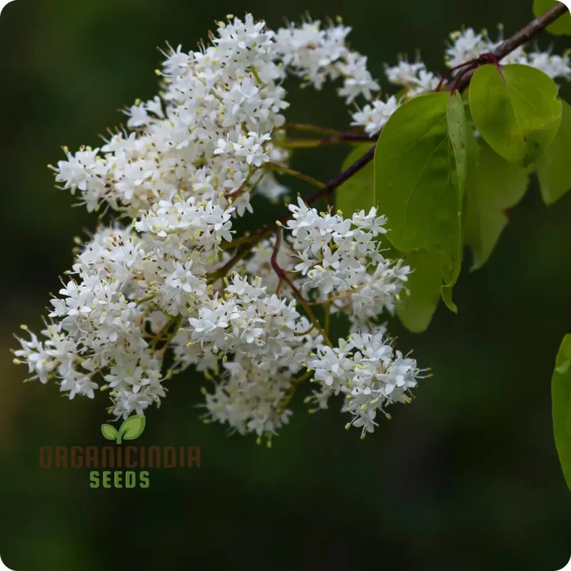 White Japanese Lilac Flower Seeds, Complete Planting Guide for Growing Elegant Lilac Blooms