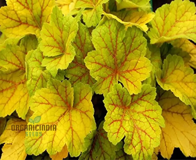 Yellow Coleus Seeds for Planting, Premium High-Quality Seeds for Vibrant Garden