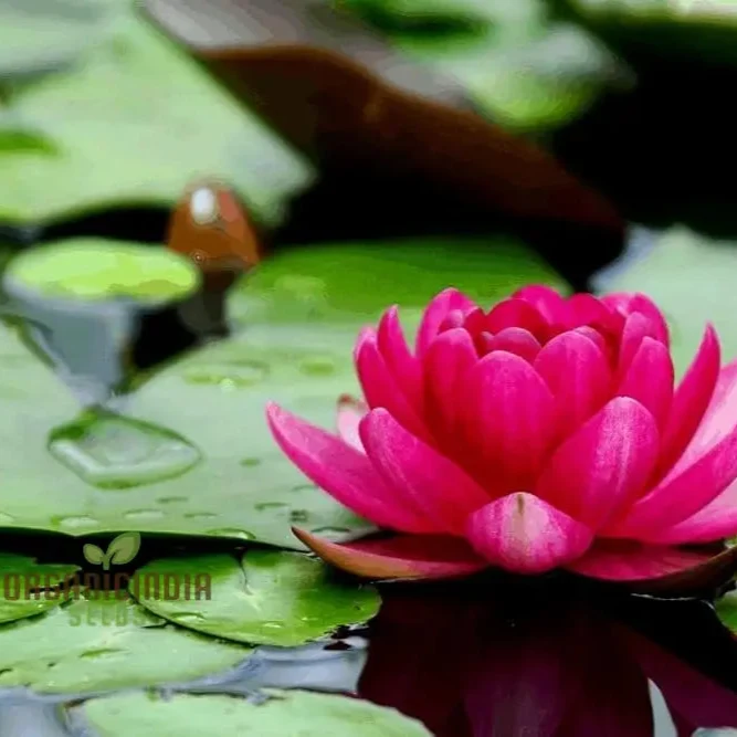 Waterlily Lotus Kamal Flower Seeds for Home Garden , Eco Pack (Red), Non GMO Flower Seeds for Gardening and Planting Ideal for Home Garden Enthusiasts Seeking Beautiful Blooms