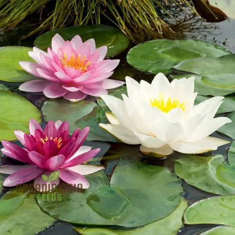 Waterlily Lotus Kamal Flower Seeds for Home Garden , Eco Pack (Red), Non GMO Flower Seeds for Gardening and Planting Ideal for Home Garden Enthusiasts Seeking Beautiful Blooms