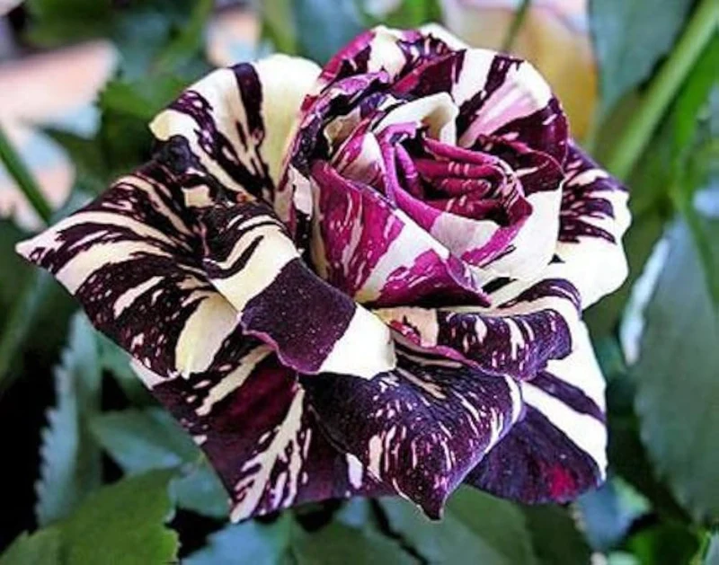 Rose Seeds (Dragon Rose Black Flower Seeds) - Deep Dark Blooms for Home Gardens