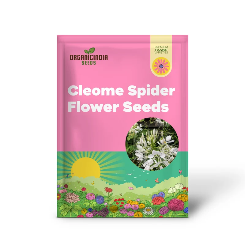 Cleome/Spider Flower White Seeds for Planting, Growing Guide for Beautiful White Blooms