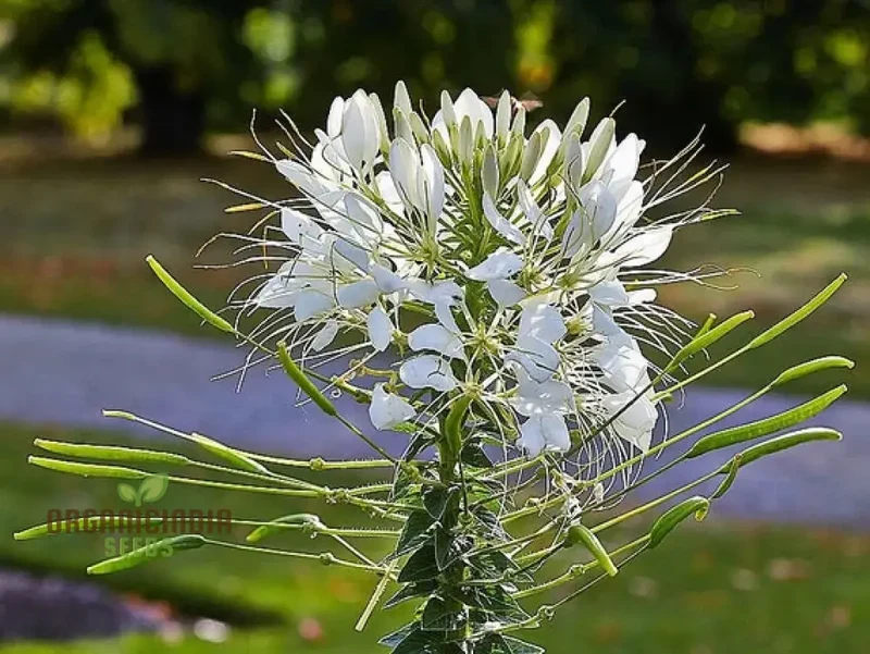 Cleome/Spider Flower White Seeds for Planting, Growing Guide for Beautiful White Blooms