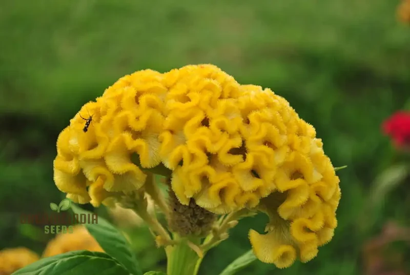 Yellow Lime Cockscomb Flower Seeds for Planting, Comprehensive Guide to Growing Vibrant Blooms