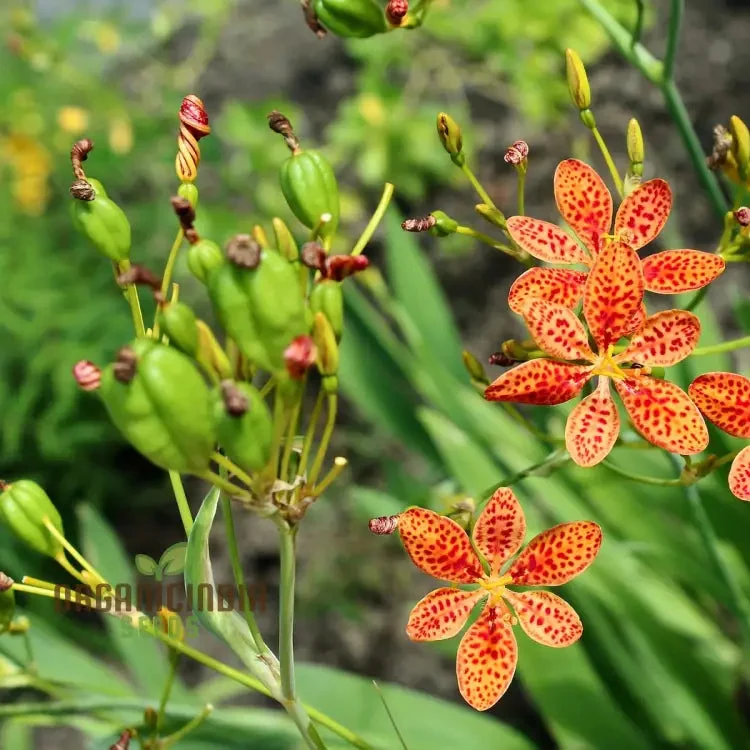 Blackberry Lily Flower Seeds for Planting, Premium Quality Seeds for Your Garden
