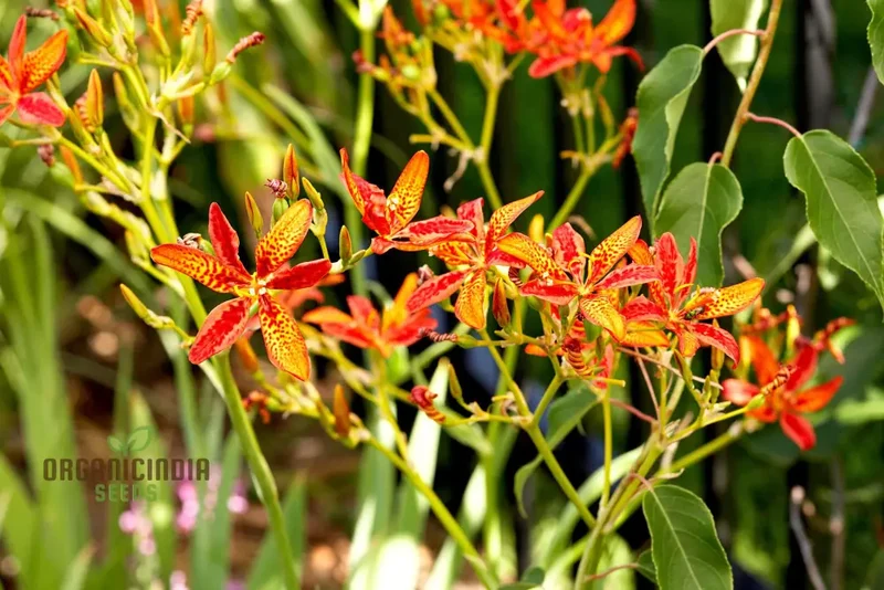 Blackberry Lily Flower Seeds for Planting, Premium Quality Seeds for Your Garden
