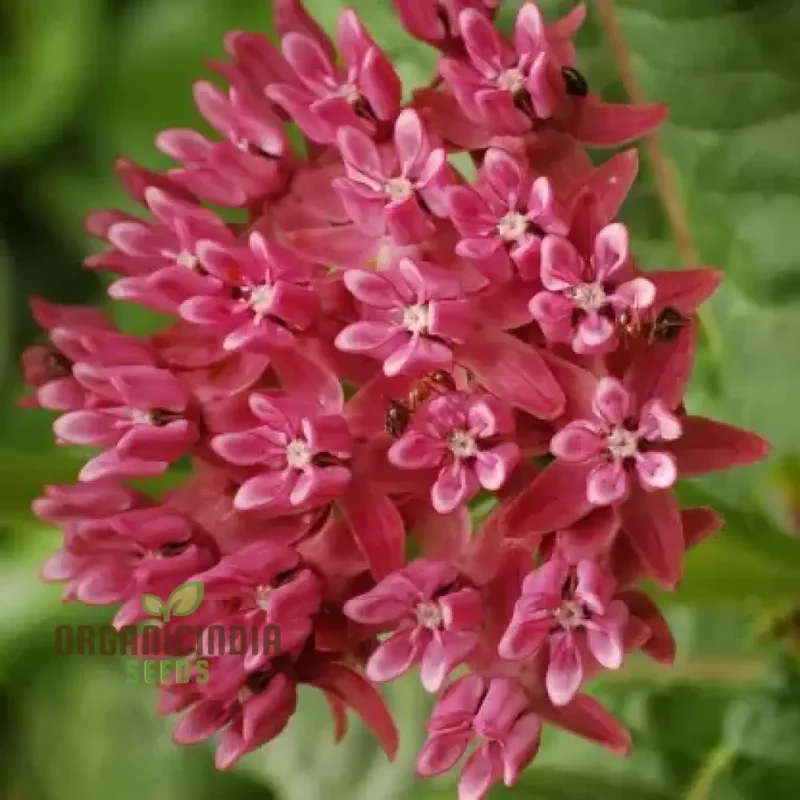 Red Asclepias Tuberosa Seeds For Planting