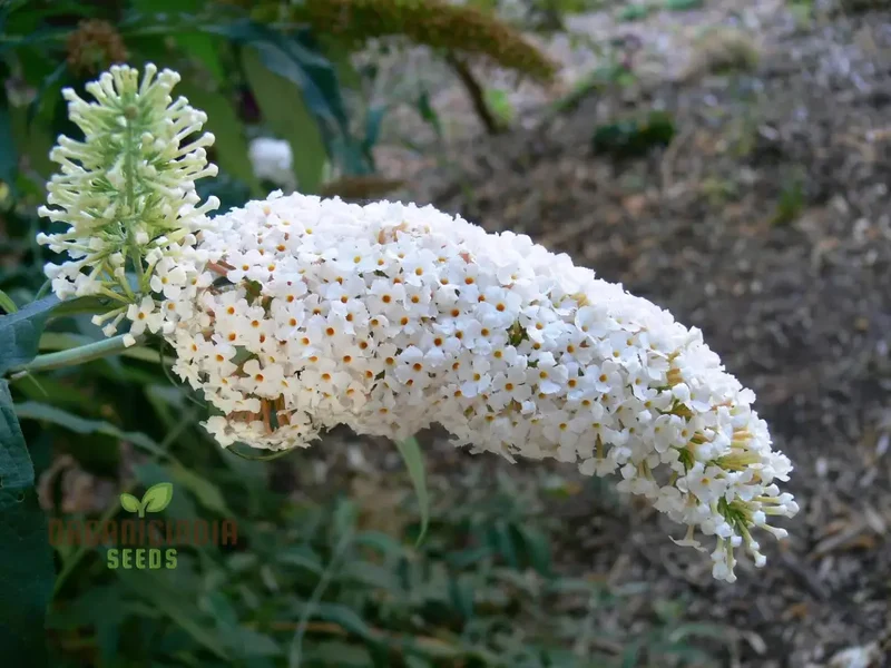 White Butterfly Bush Buddleia Davidii Flower Seeds for Planting, High-Quality Seeds for Beautiful Blooms