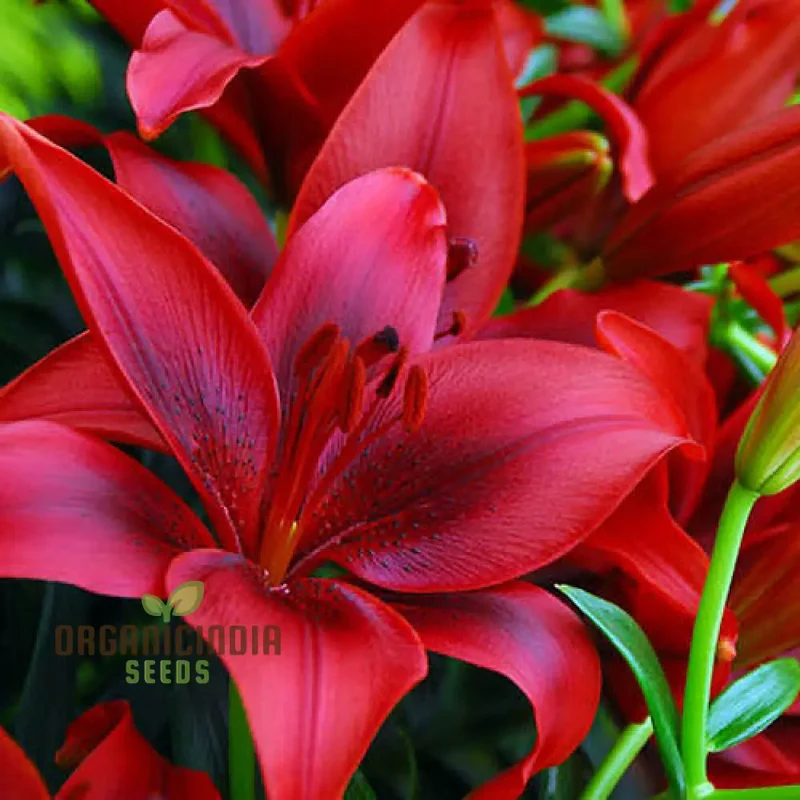 Red Lily Flower Seeds for Planting, Comprehensive Guide to Cultivating Vibrant Lily Blossoms