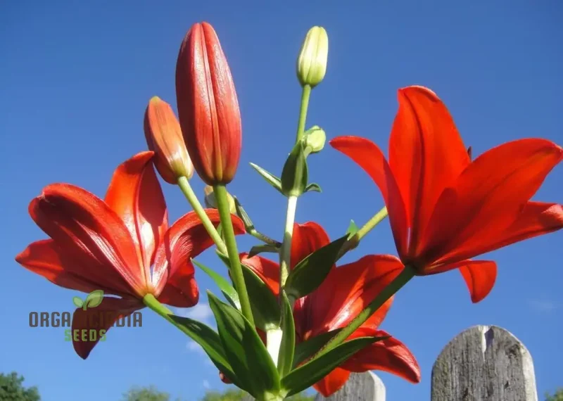Red Lily Flower Seeds for Planting, Comprehensive Guide to Cultivating Vibrant Lily Blossoms