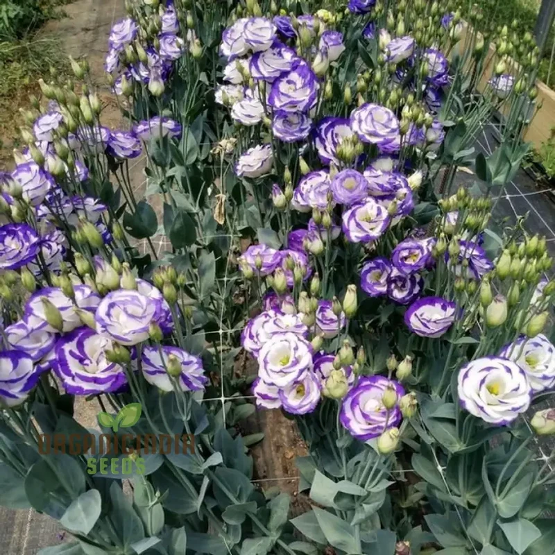 White & Blue Lisianthus Seeds – Elegant Cut Flower Variety