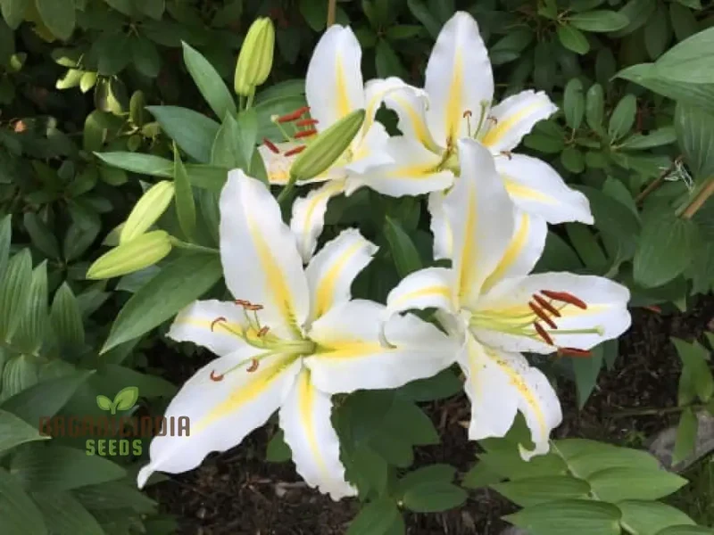 Lily Seeds (Yellow & White Mixed Lily Seeds) - Vibrant Garden Blooms, Easy to Grow