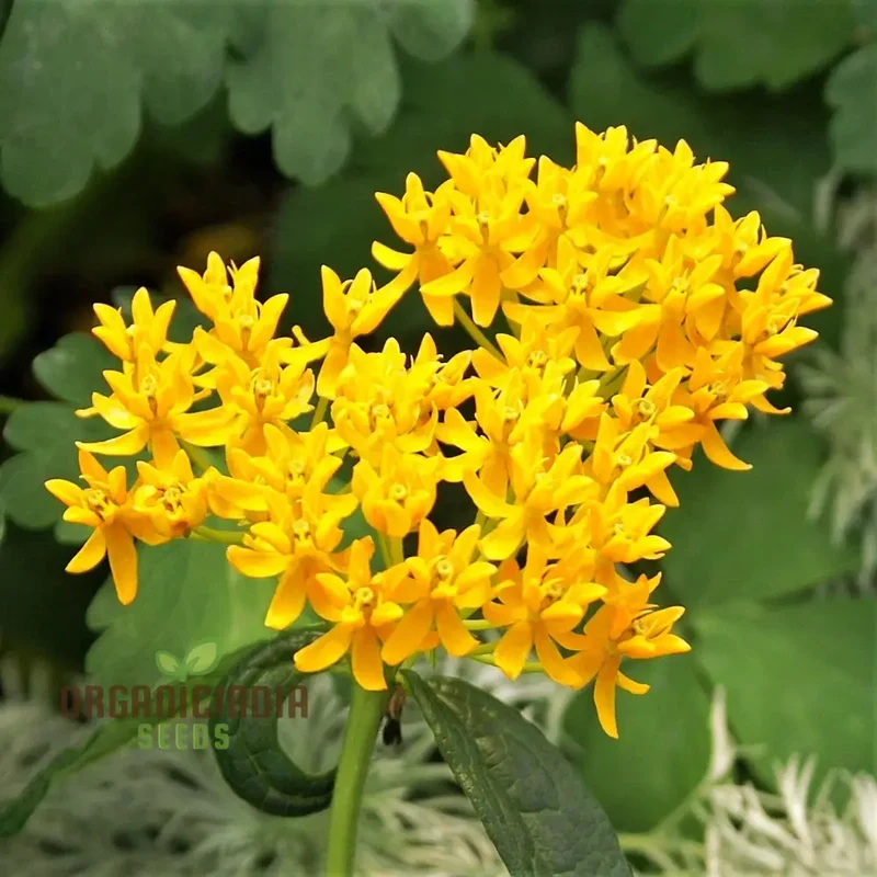 Asclepias Tuberosa 'Hello Yellow Butterfly' Flower Seeds for Planting, Premium Quality Seeds for Beautiful Butterfly Gardens