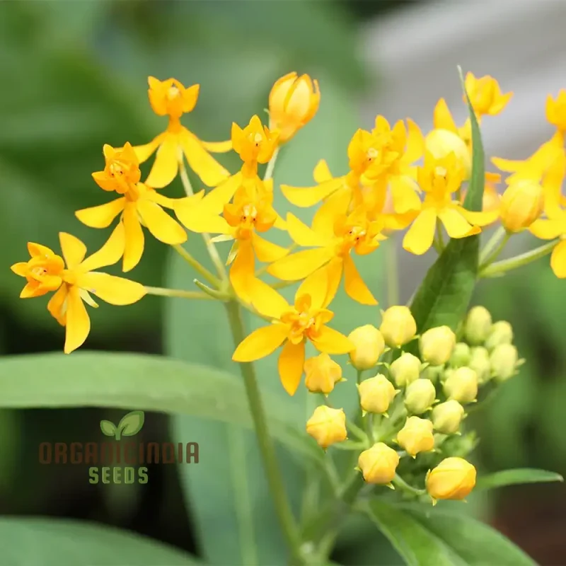 Asclepias Tuberosa 'Hello Yellow Butterfly' Flower Seeds for Planting, Premium Quality Seeds for Beautiful Butterfly Gardens