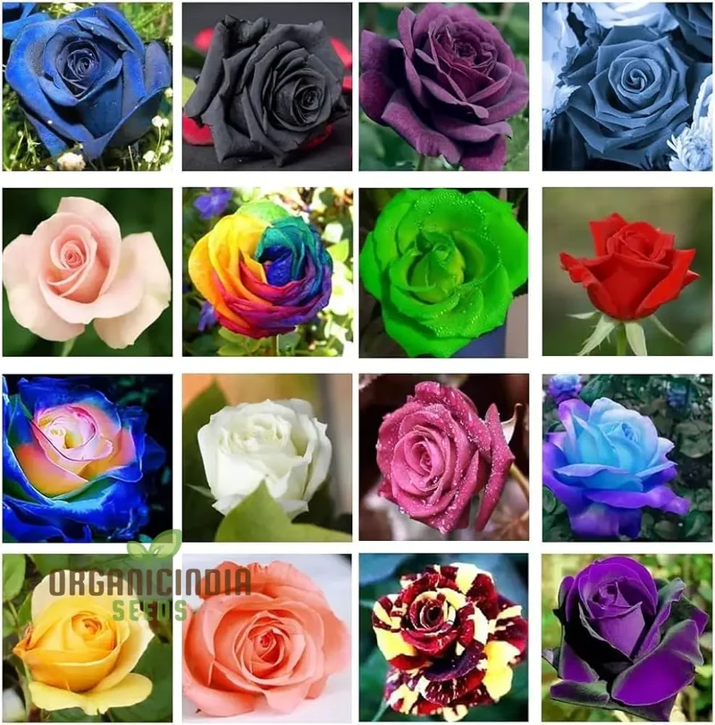 Mixed Rose Seeds for Planting Non-GMO Flower Seeds for Home Garden - Premium Gardening Seeds for Vibrant Blooms - Ideal for Garden Enthusiasts and Beginners Alike