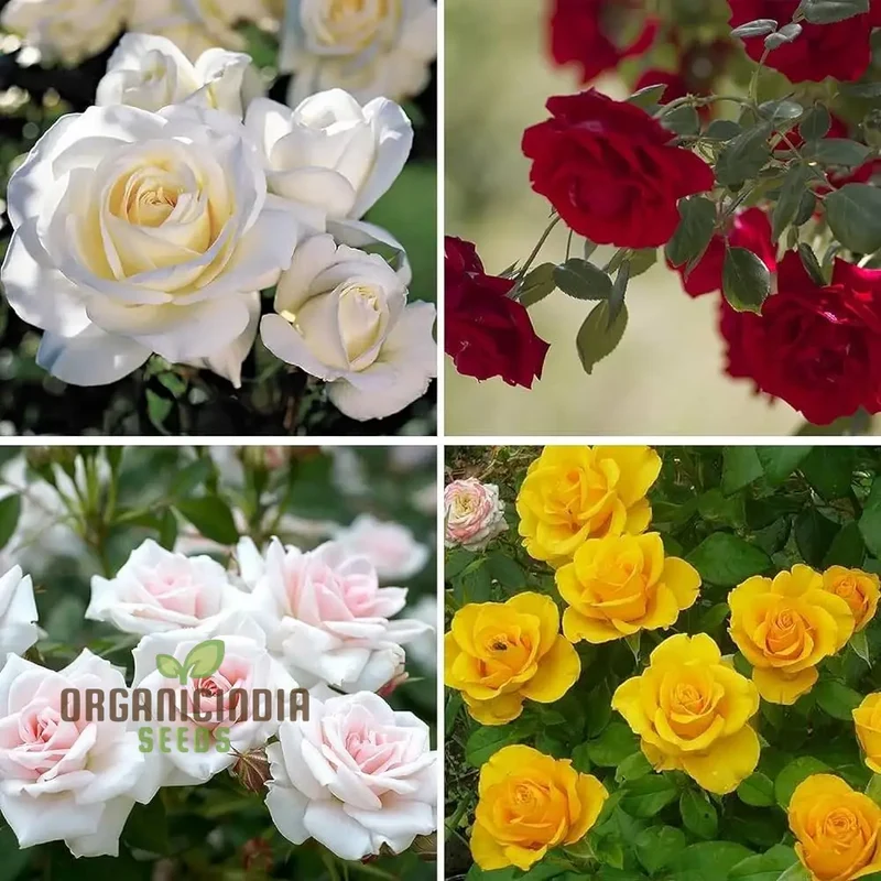 Mixed Rose Seeds for Planting Non-GMO Flower Seeds for Home Garden - Premium Gardening Seeds for Vibrant Blooms - Ideal for Garden Enthusiasts and Beginners Alike