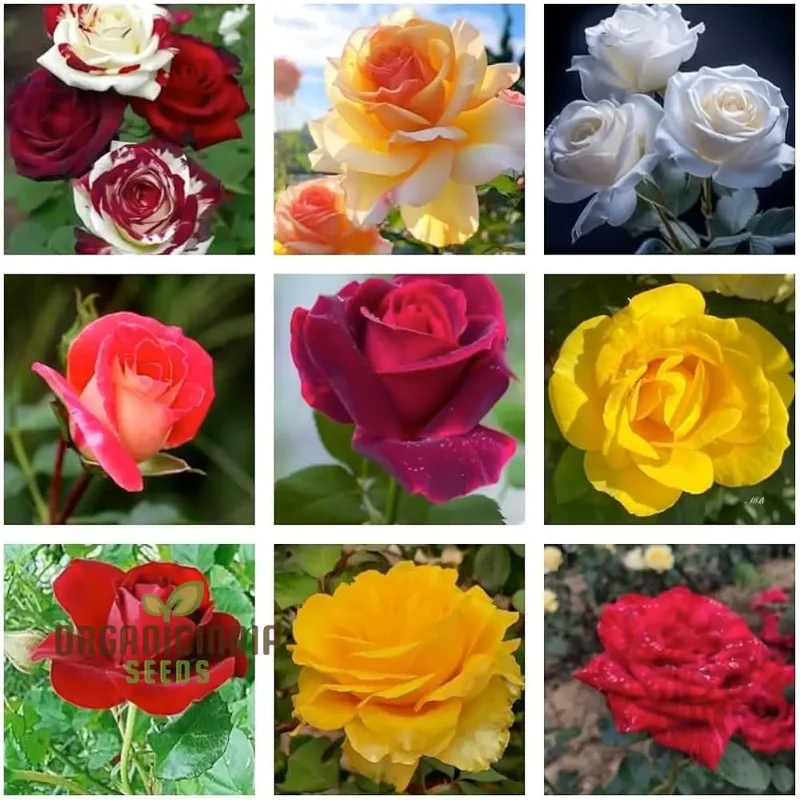 Mixed Rose Seeds for Planting Non-GMO Flower Seeds for Home Garden - Premium Gardening Seeds for Vibrant Blooms - Ideal for Garden Enthusiasts and Beginners Alike