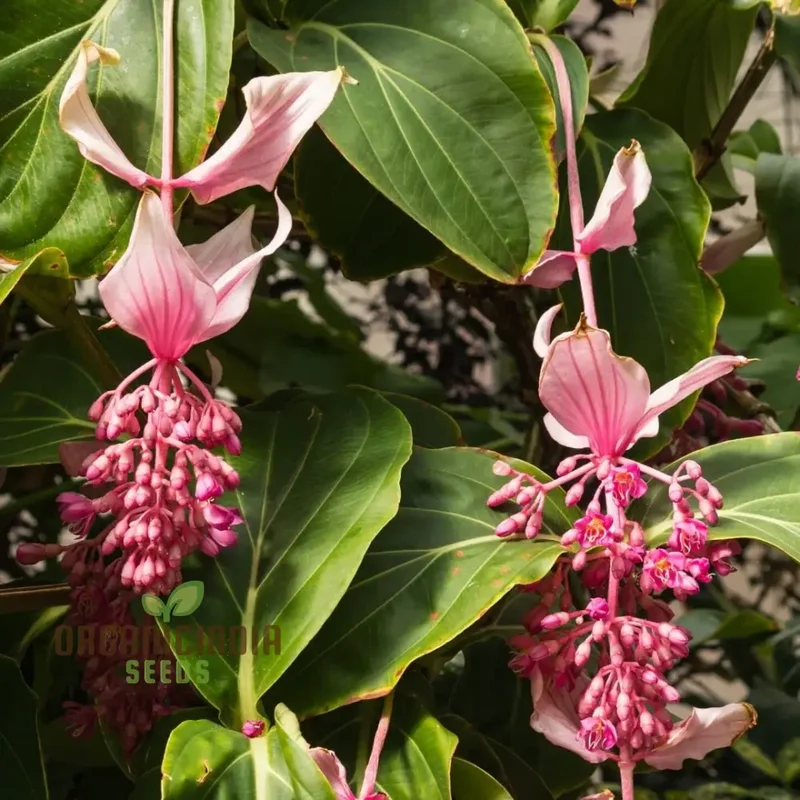 Medinilla Magnifica Pink Flower Seeds, Exotic Blooms in Your Garden, Grow Your Own Medinilla Seeds for Indoor and Outdoor Gardens