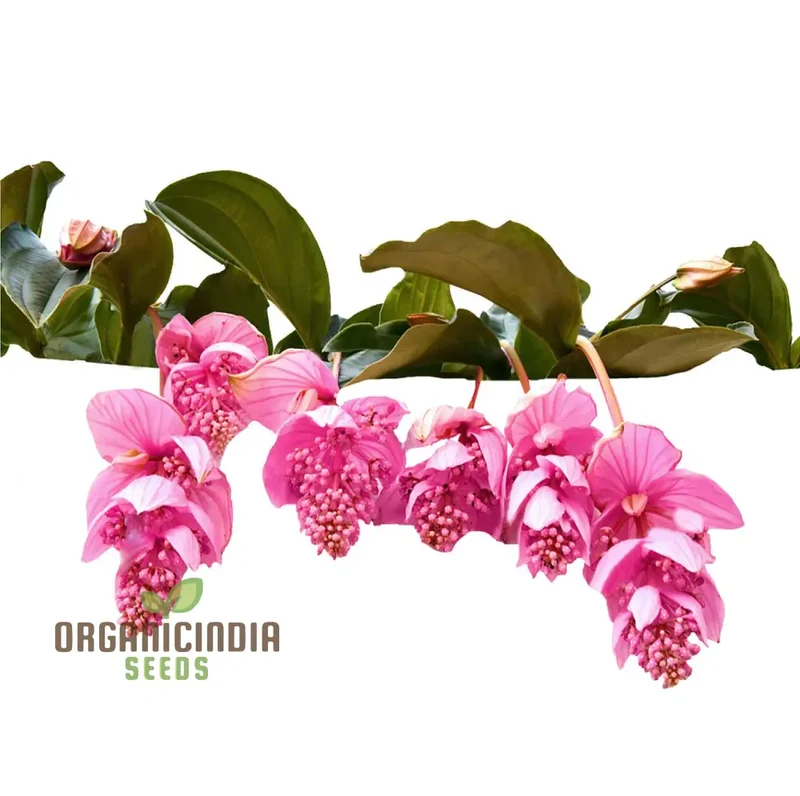 Medinilla Magnifica Pink Flower Seeds, Exotic Blooms in Your Garden, Grow Your Own Medinilla Seeds for Indoor and Outdoor Gardens