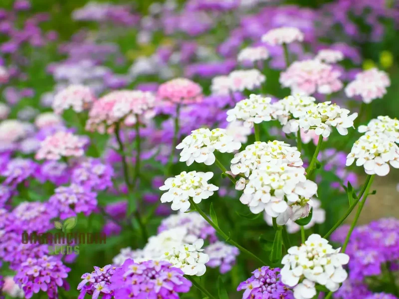 Globe Candytuft Mix Seeds - Colorful Blooms for Your Garden for Planting