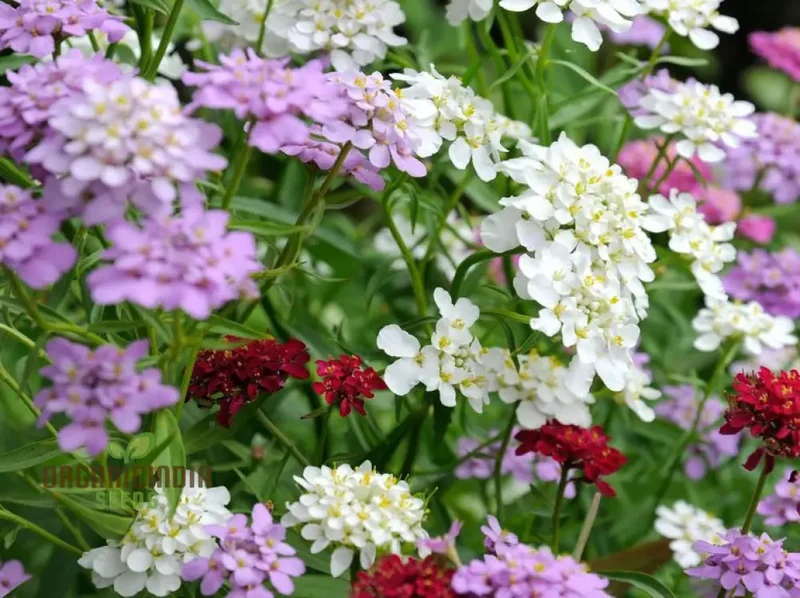 Globe Candytuft Mix Seeds - Colorful Blooms for Your Garden for Planting