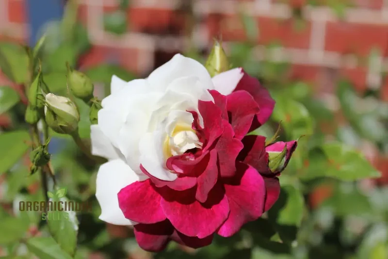 Rose Seeds (Brown and White Mixed Rose Seeds) - Unique Stunning Blooms for Gardens