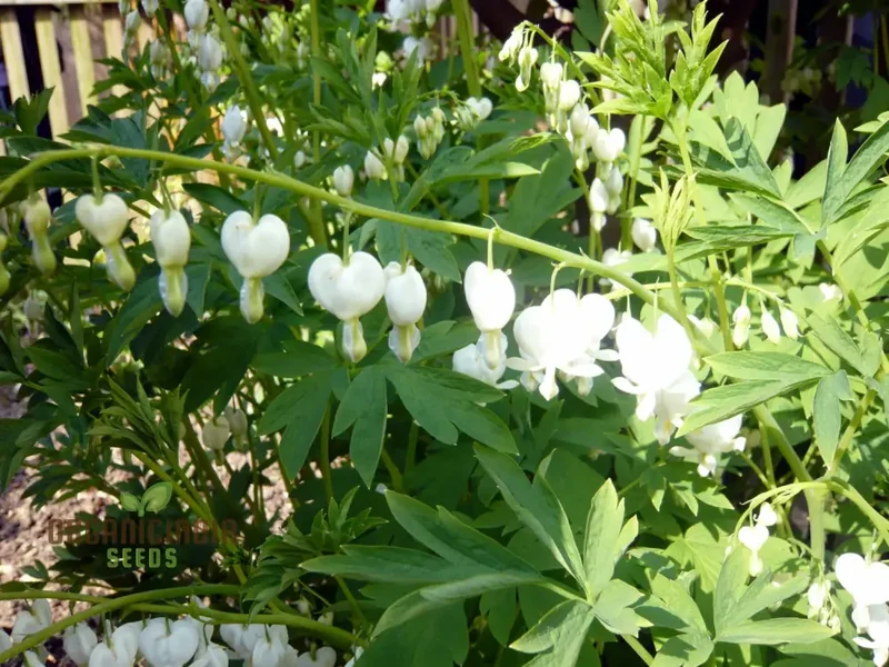 Bleeding Heart Seeds (White Bleeding Heart Seeds) - Elegant Heart-Shaped Blooms for Gardens