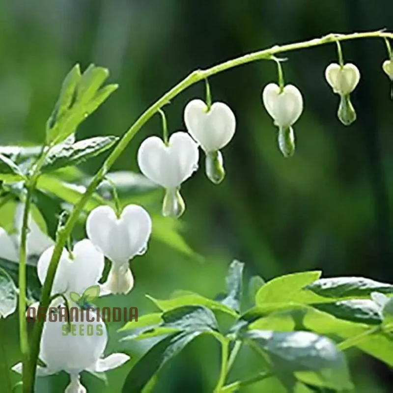 Bleeding Heart Seeds (White Bleeding Heart Seeds) - Elegant Heart-Shaped Blooms for Gardens