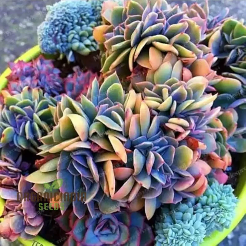 Polygon Seeds (Polygon Flower Seeds) - Exotic Fleshier Plant Variety for Stunning Gardens