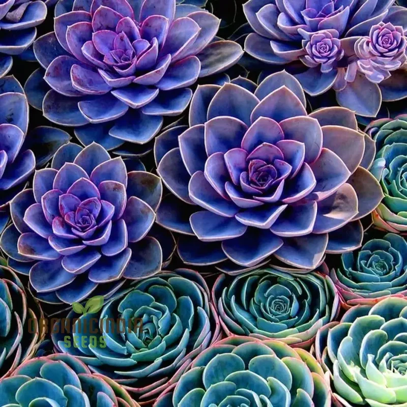 Polygon Seeds (Polygon Flower Seeds) - Exotic Fleshier Plant Variety for Stunning Gardens