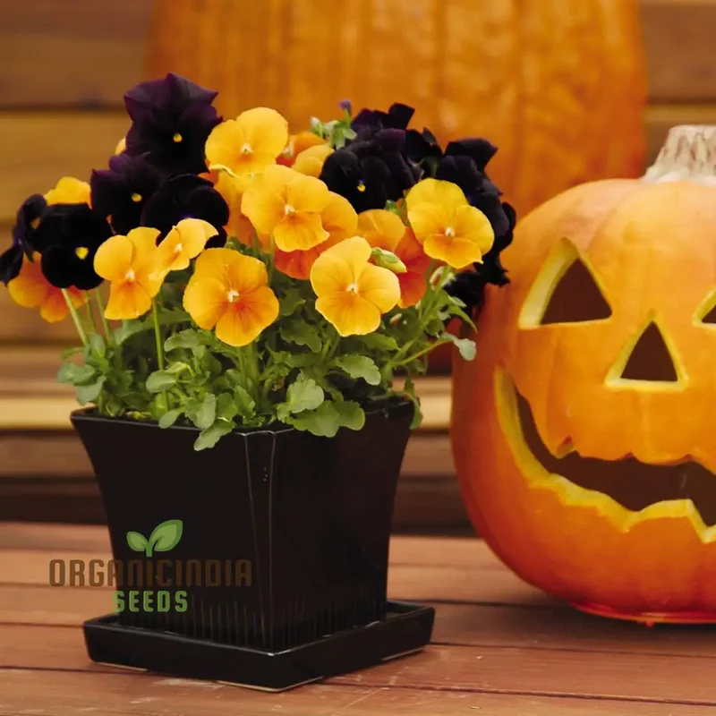 Pansy Halloween Black and Frizzle Sizzle Orange Mixed Flower Seeds for Planting, Premium High Quality Flower Seeds