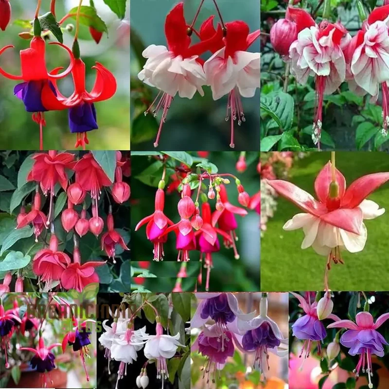Fuchsia Astoria Seeds – Decorative Hanging & Border Flowers
