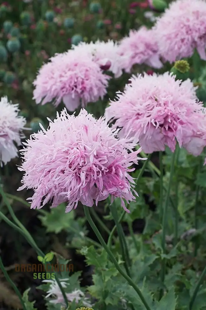 Lilac Pompom Poppy Flower Seeds for Vibrant Garden Blooms, High-Quality Gardening Seeds for Stunning Poppy Flowers Seeds