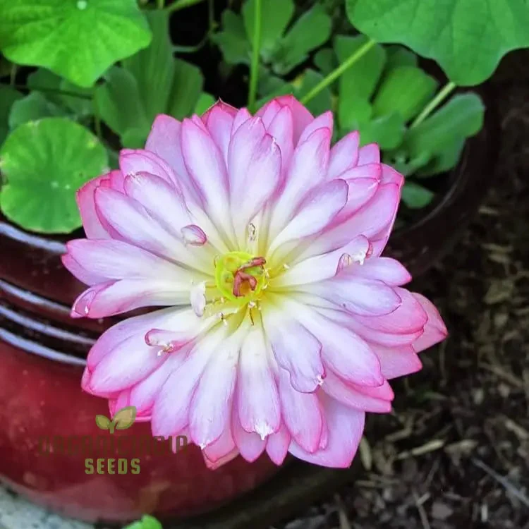Lotus Seeds (Momo Botan Lotus Seeds) - Exquisite Pink Blooms for Ponds & Water Gardens