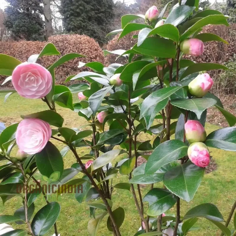 Pink Camellia Flower Seeds for Planting, Exquisite Blooms for Your Garden, Premium Gardening Seeds