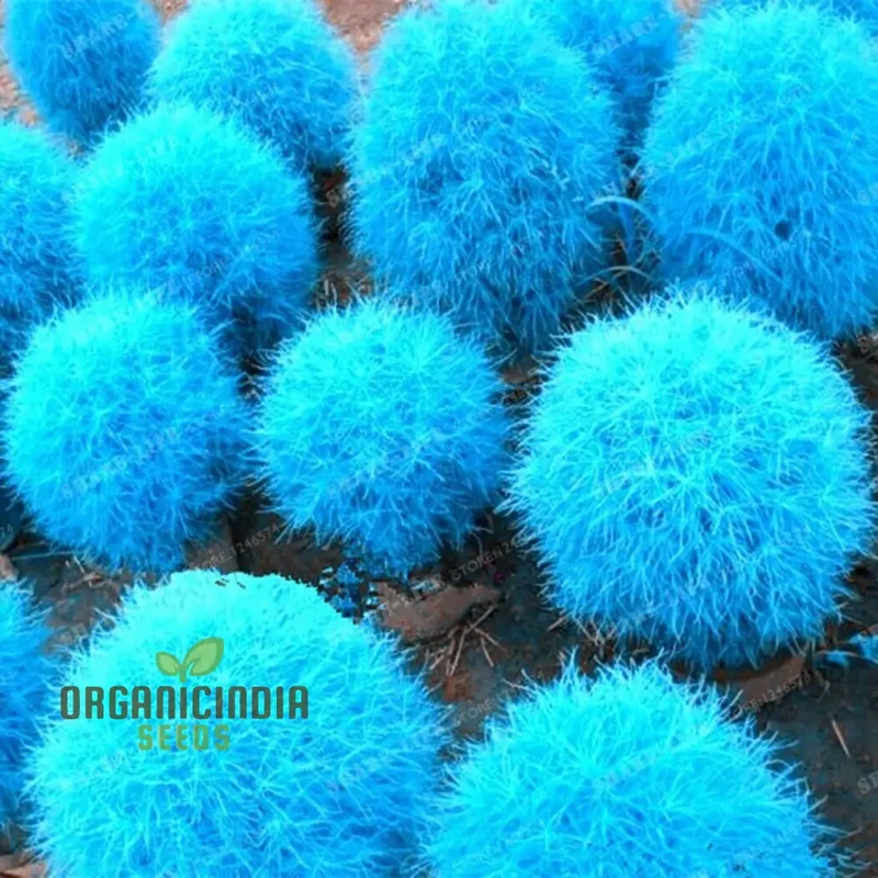 Blue Burning Bush Kochia Scoparia Grass Seeds - Vibrant Color, Planting Guide Included