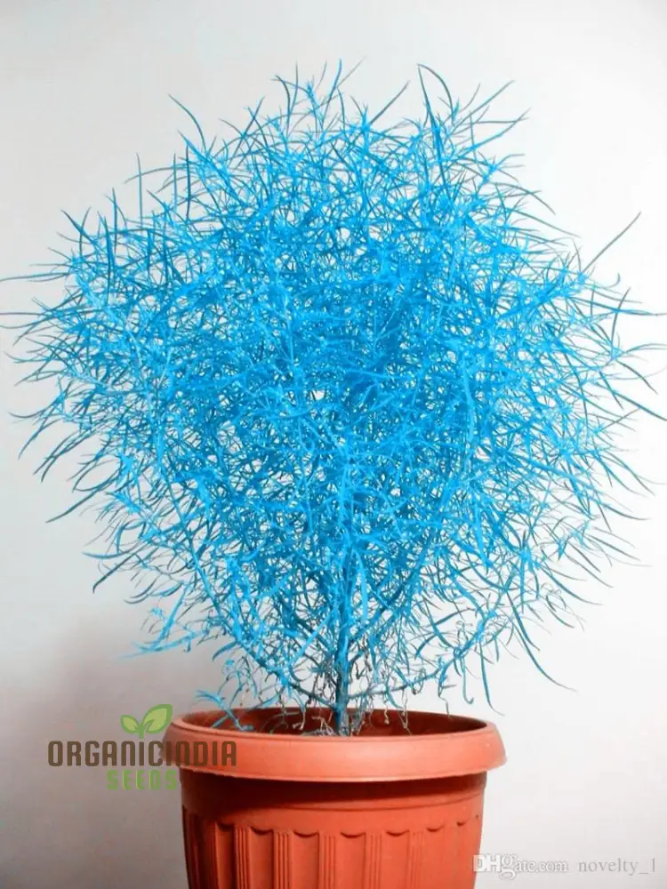 Blue Burning Bush Kochia Scoparia Grass Seeds - Vibrant Color, Planting Guide Included