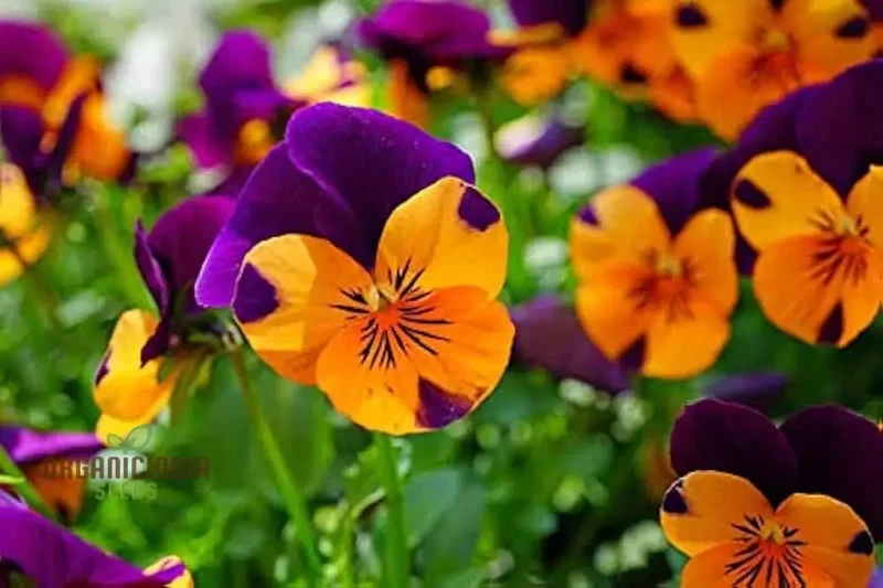 Johnny Jump Up Seeds (Flower Mix) - Vibrant Colors & Hardy All-Season Blooms