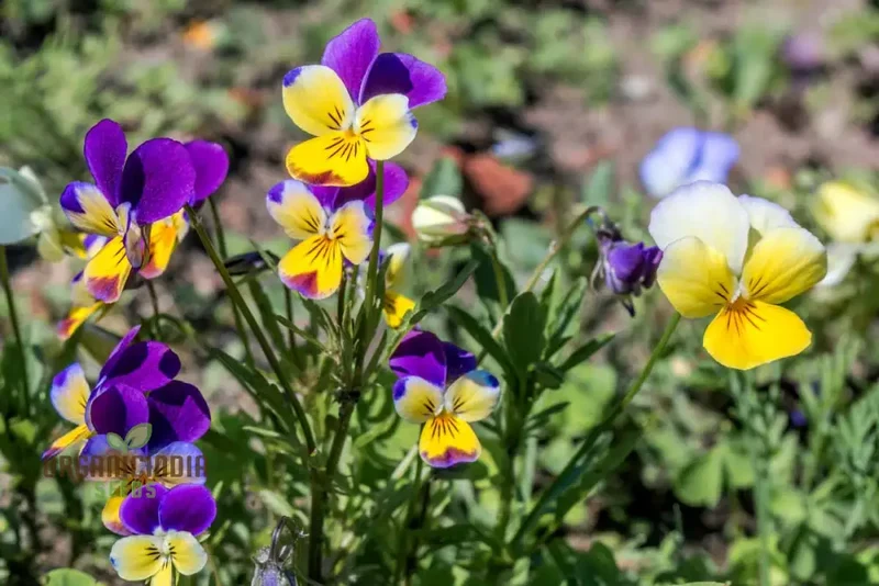 Johnny Jump Up Seeds (Flower Mix) - Vibrant Colors & Hardy All-Season Blooms