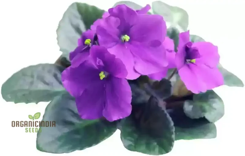 African Violet Seeds – Compact Indoor Blooming Plants