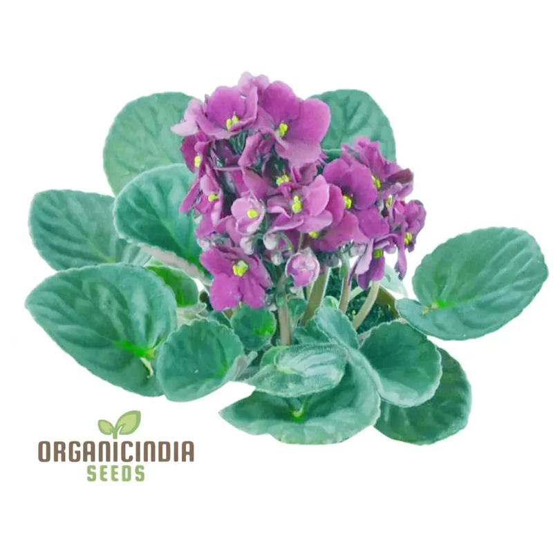 African Violet Seeds – Compact Indoor Blooming Plants