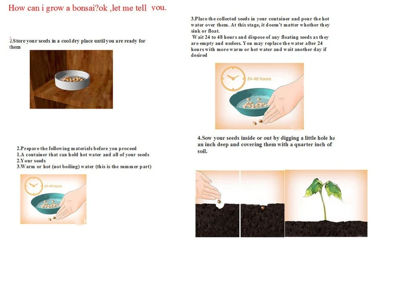 African Violet Seeds – Compact Indoor Blooming Plants