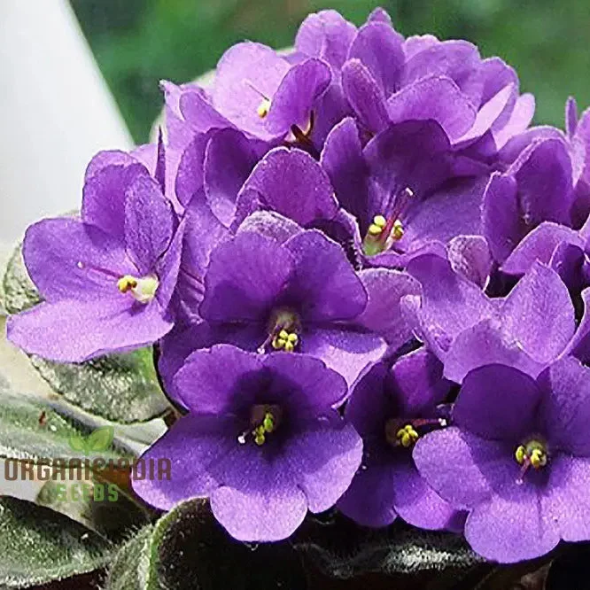 African Violet Seeds – Compact Indoor Blooming Plants