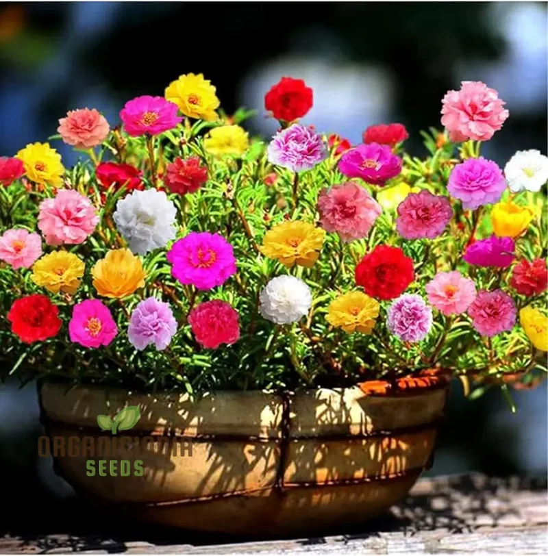Rainbow Portulaca Flower Seeds, Expert Planting and Gardening Guide for a Colorful Bloom