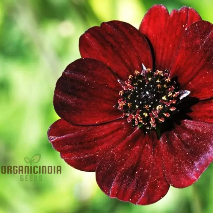 Cosmos Chocolate Flower Seeds Planting Guide Included for Vibrant Blooms