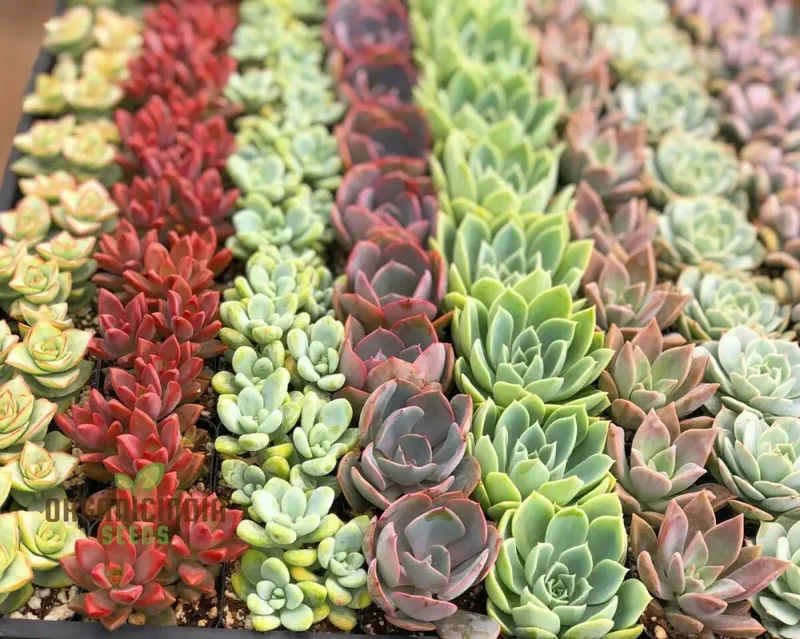 Anti-Radiation Mix Succulents Seeds Pack â€“ Grow Indoor & Outdoor All-Season Varieties to Keep Your Family Safe, Perfect for Home Gardening Enthusiasts, Premium Succulent Seeds Collection