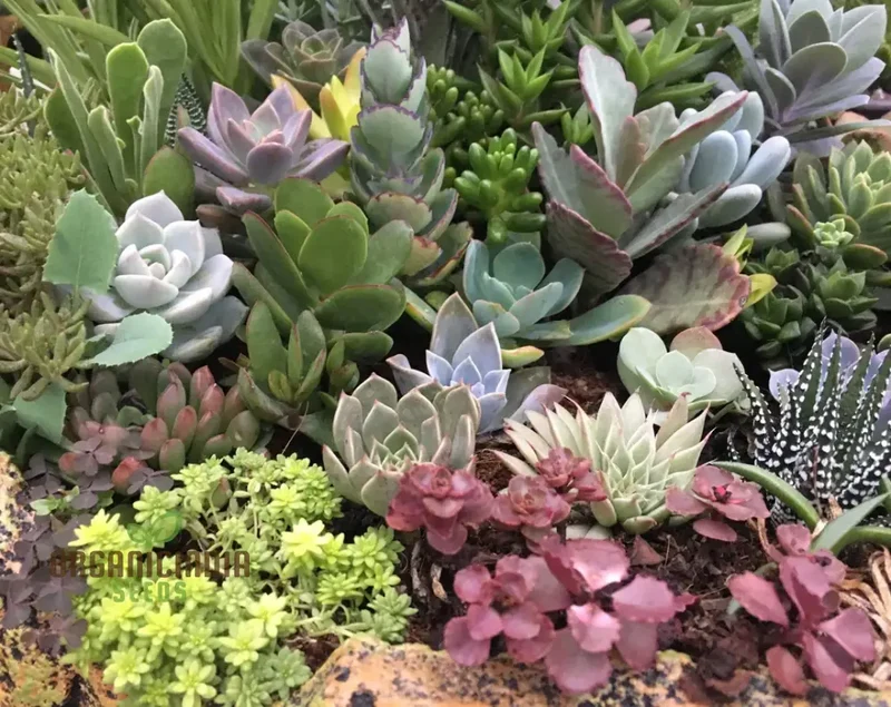 Anti-Radiation Mix Succulents Seeds Pack â€“ Grow Indoor & Outdoor All-Season Varieties to Keep Your Family Safe, Perfect for Home Gardening Enthusiasts, Premium Succulent Seeds Collection