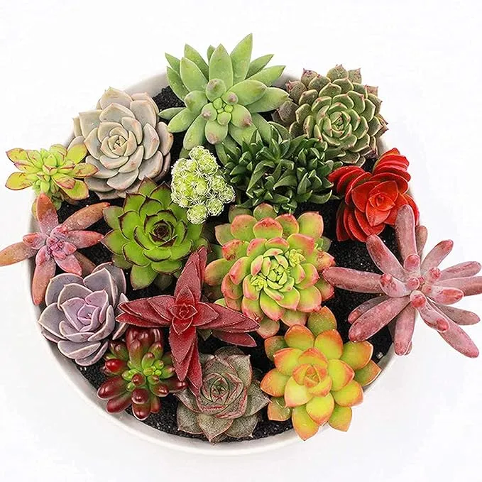 Anti-Radiation Mix Succulents Seeds Pack â€“ Grow Indoor & Outdoor All-Season Varieties to Keep Your Family Safe, Perfect for Home Gardening Enthusiasts, Premium Succulent Seeds Collection